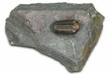 Prone Austerops Trilobite Fossil - Jorf, Morocco #368616-3